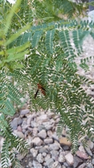 Polistes arizonensis