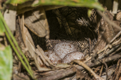 Pellorneum ruficeps