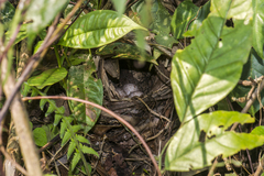 Pellorneum ruficeps