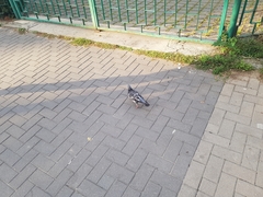 Columba livia domestica