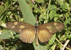 Acraea lycoa