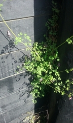 Fumaria muralis