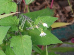 Solanum nigrum