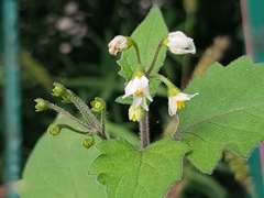 Solanum nigrum