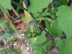 Solanum nigrum