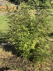 Vitex agnus-castus
