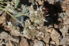 Phacelia hastata compacta