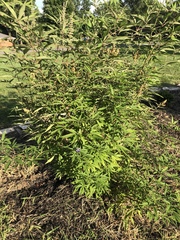 Vitex agnus-castus