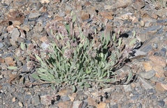 Phacelia hastata compacta