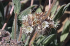 Phacelia hastata compacta