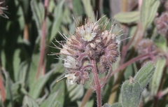 Phacelia hastata compacta