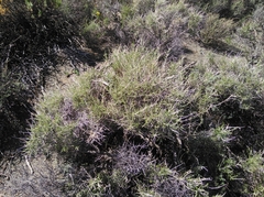 Aspalathus acicularis acicularis