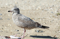 Larus argentatus