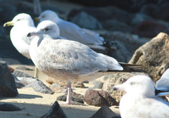Larus argentatus