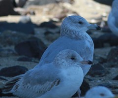 Larus glaucoides thayeri
