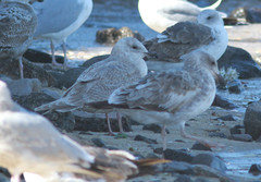 Larus glaucoides thayeri