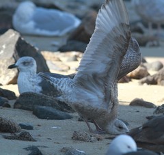 Larus glaucoides thayeri