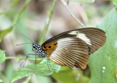 Papilio cynorta