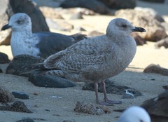 Larus glaucoides thayeri