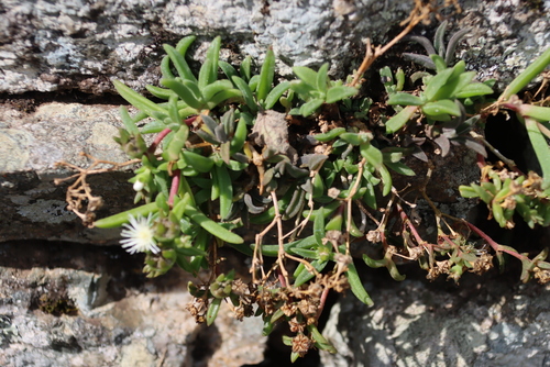 Delosperma steytlerae, photograph 3