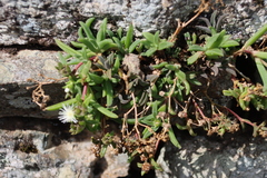 Delosperma steytlerae, photograph (c) Tony Rebelo, some rights reserved (CC BY-SA)