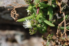 Delosperma steytlerae, photograph (c) Tony Rebelo, some rights reserved (CC BY-SA)