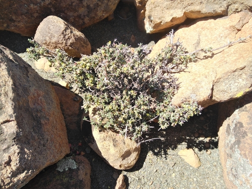 Image of Nenax cinerea by (c) Brian du Preez, some rights reserved (CC BY-SA)