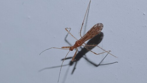 Emesopsis observed 2025-05-27