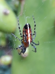 Alpaida grayi