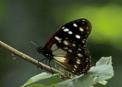 Tirumala formosa mercedonia