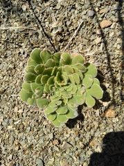 Oxalis melanosticta melanosticta