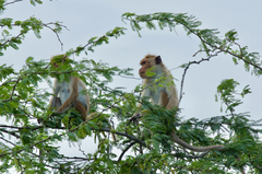 Macaca sinica sinica