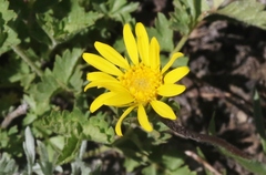 Pyrrocoma apargioides