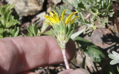 Pyrrocoma apargioides