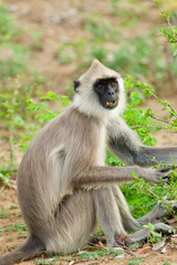 Semnopithecus priam thersites