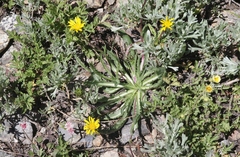 Pyrrocoma apargioides