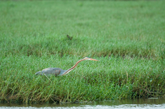 Ardea purpurea manilensis