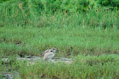 Esacus recurvirostris