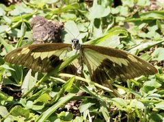 Papilio phorcas