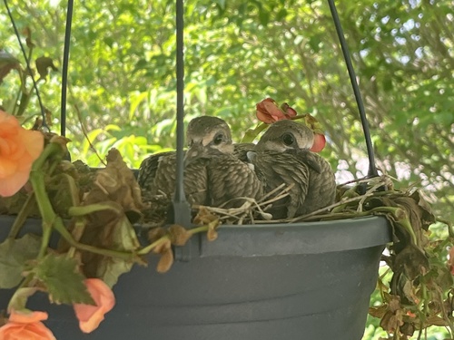 Mourning Dove photographed in North Carolina