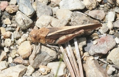 Cratypedes neglectus