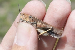 Cratypedes neglectus