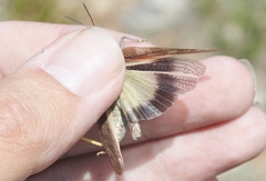 Cratypedes neglectus