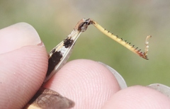 Cratypedes neglectus