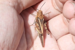 Cratypedes neglectus