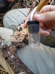 Camponotus clarithorax