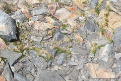 Selaginella watsonii