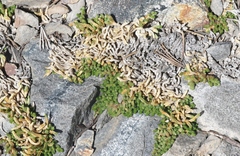 Selaginella watsonii