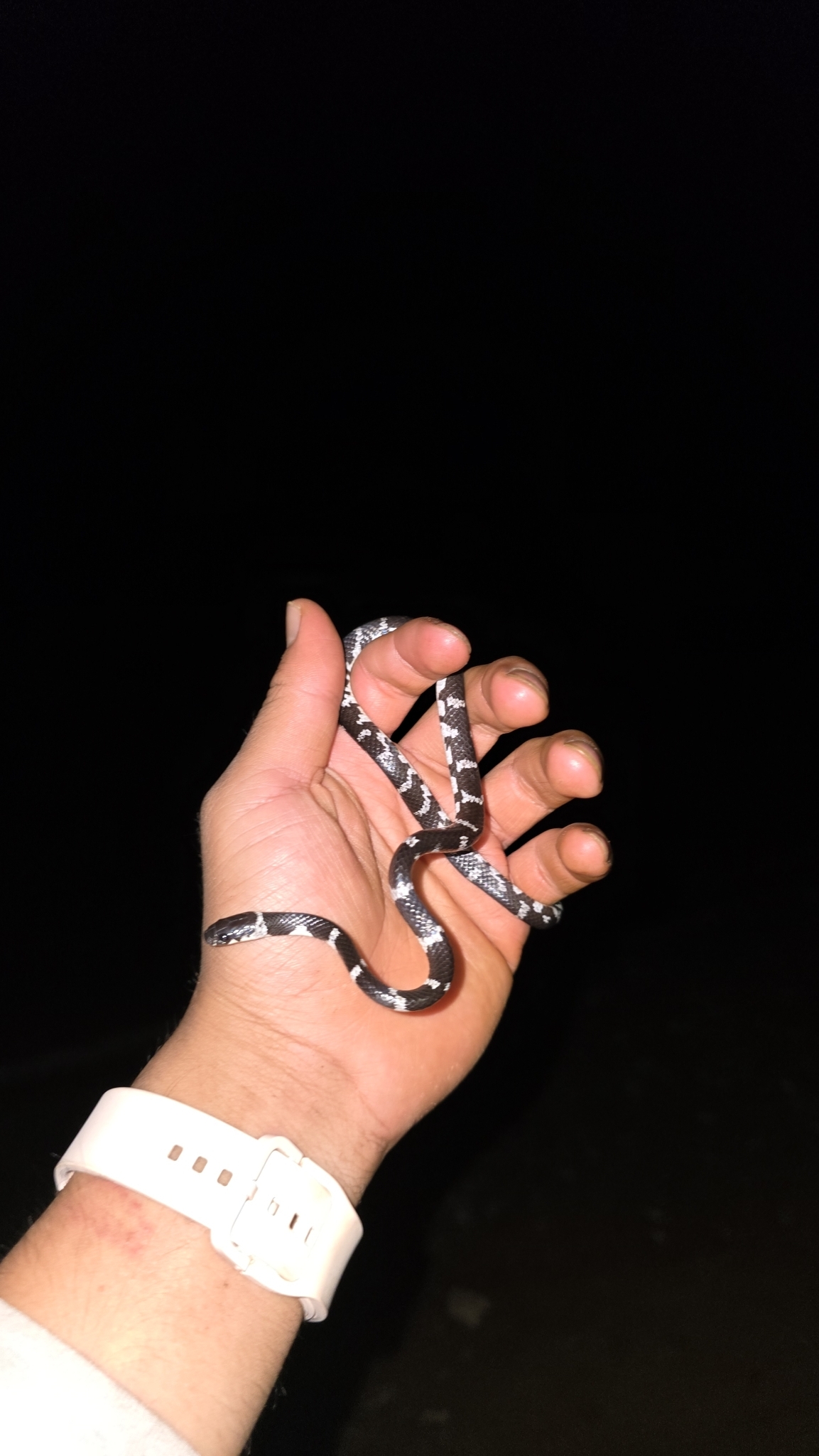 Philippi's Snail-Eating Snake photo 3
