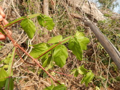 Paullinia sessiliflora